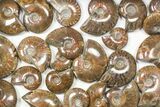 Lot: kg Iridescent, Red Flash Ammonites (-) - Pieces #82473-2
